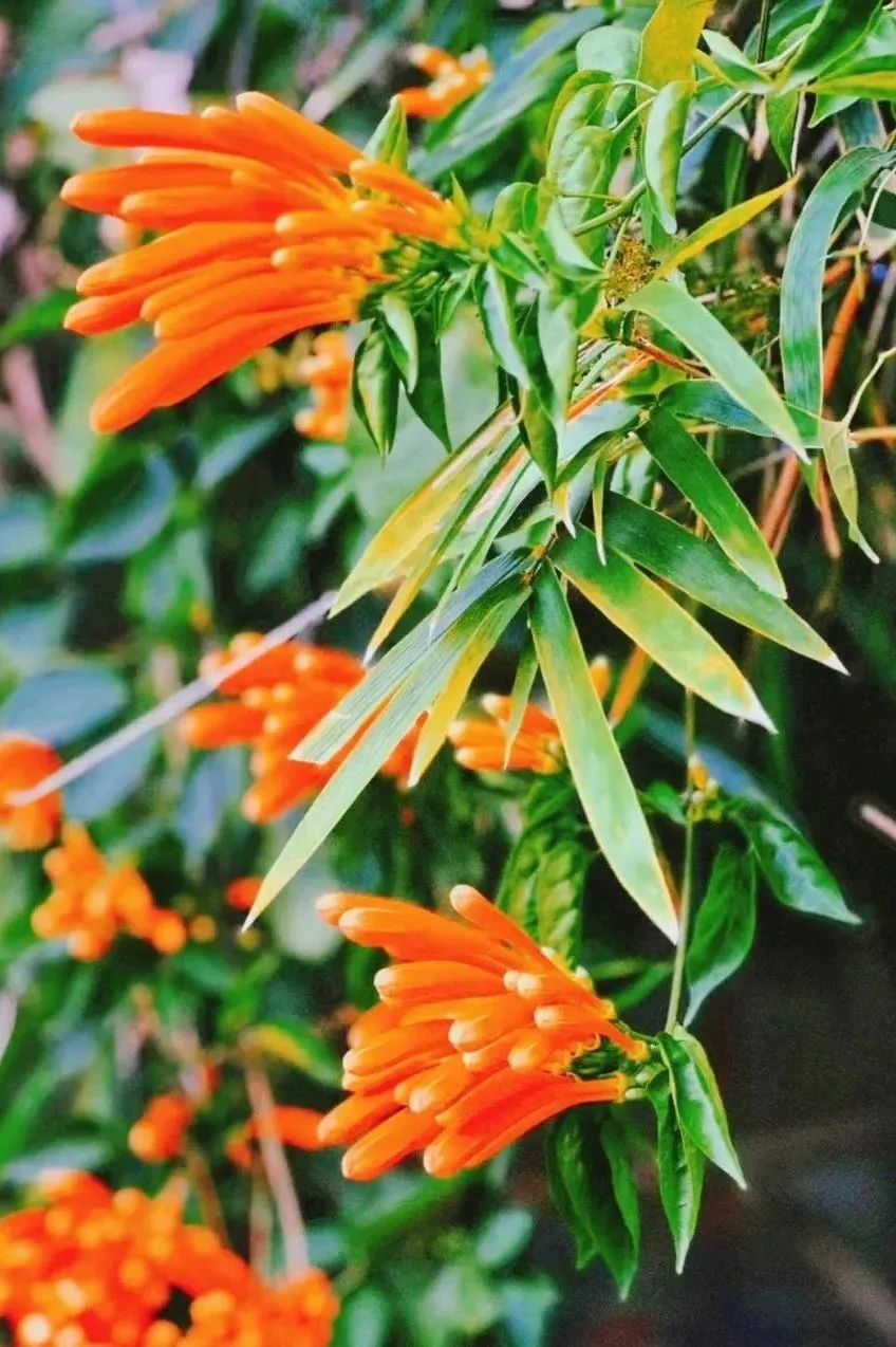 图源:小红书@鱼鱼赏花花期:1-6月.