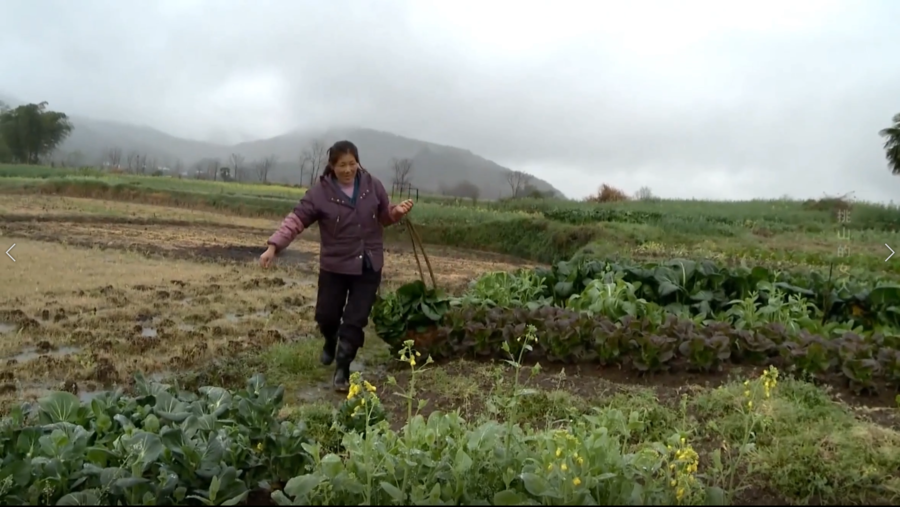 纪录片《挑山的女人》中,汪美红在菜地里忙碌
