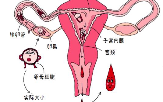 来月经对每个女孩来说都很重要,但不是因为她们"变