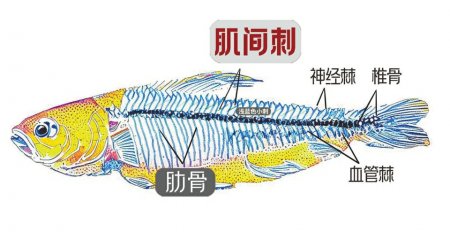 鱼类_新浪财经_新浪网