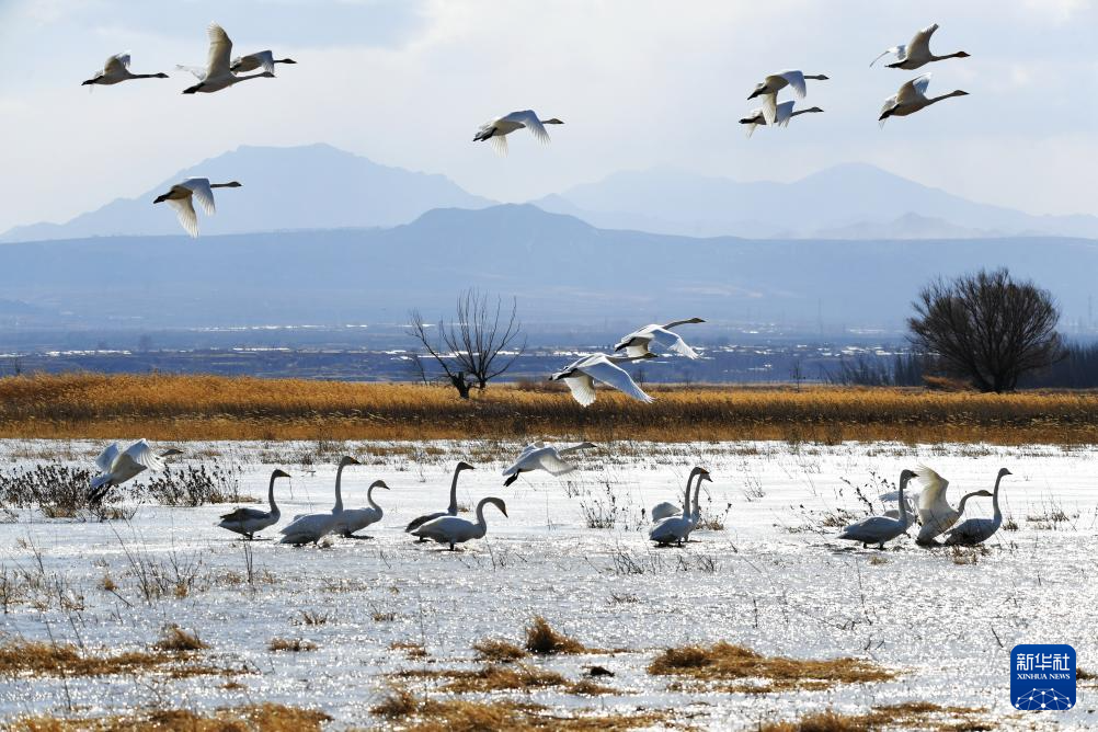 这是3月7日在河北怀来官厅水库国家湿地公园拍摄的天鹅.