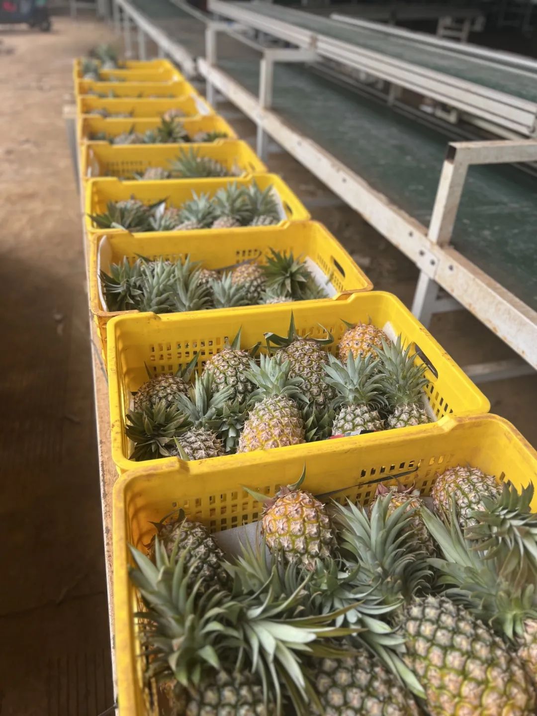 这个解腻法宝,不得了|凤梨_新浪财经_新浪网