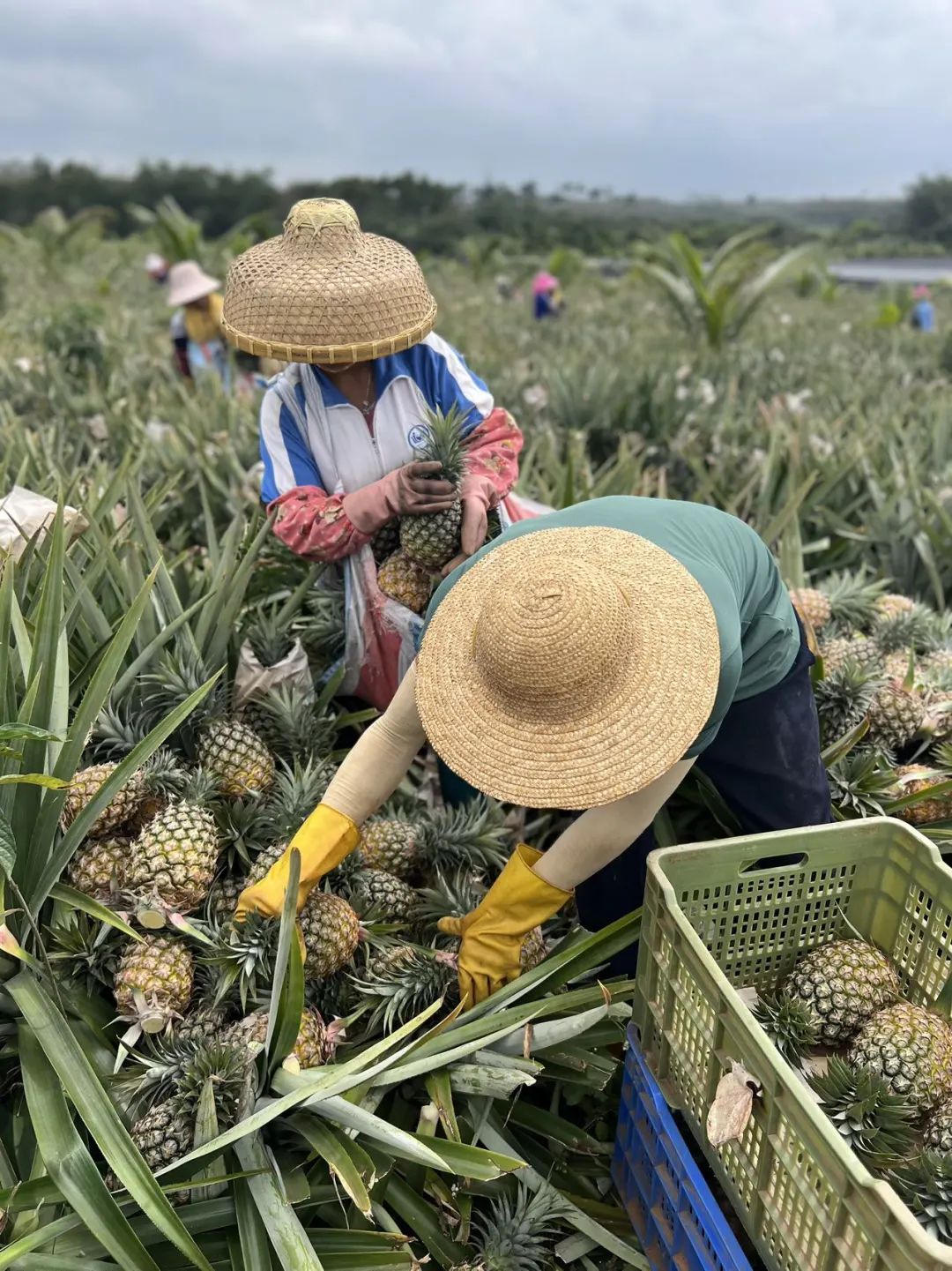 这个解腻法宝,不得了|凤梨_新浪财经_新浪网