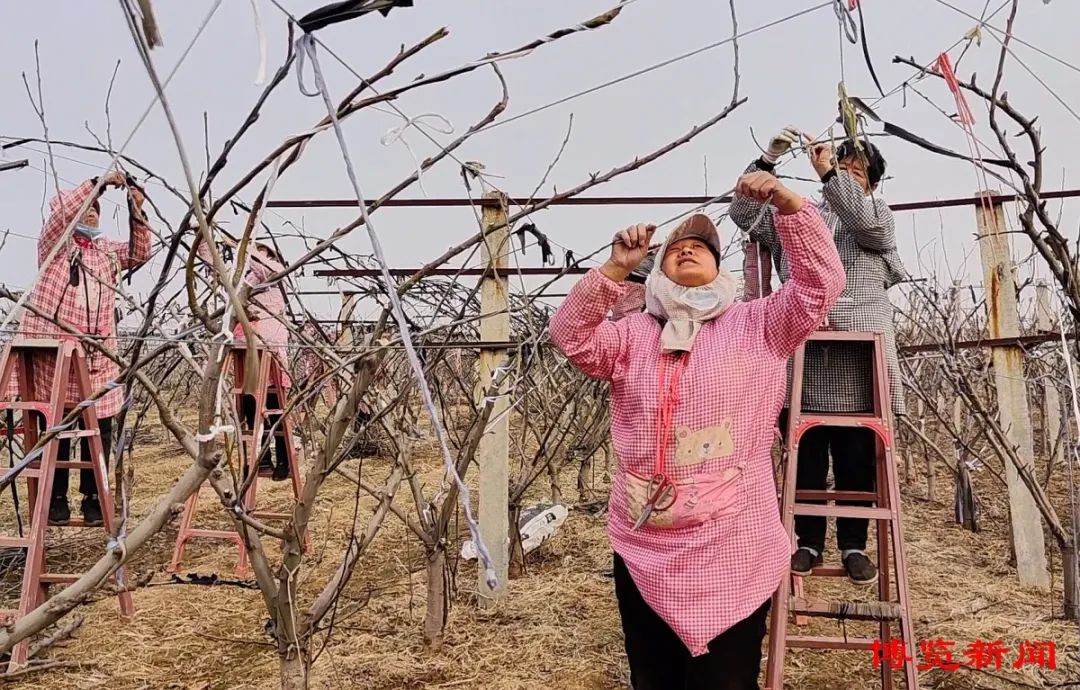 他们不但要对果园进行疏密改造,修剪树枝,还生起火炉,煮黄豆赶制农家