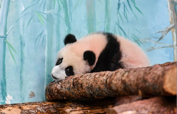 这是3月8日在俄罗斯莫斯科动物园拍摄的大熊猫"喀秋莎".图源:新华社