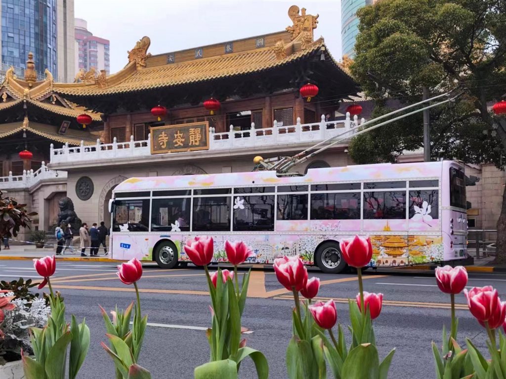 烂漫春日添一抹亮色 申城5条公交线路换"新装"邀你乘车赏花|上海市