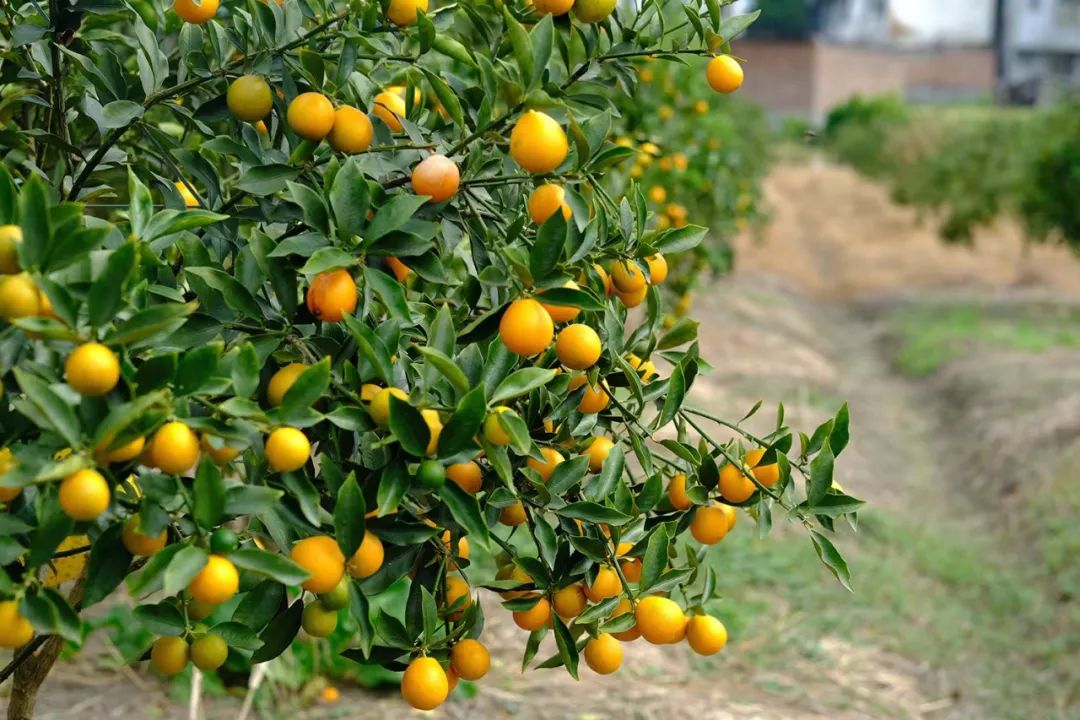 广西融安脆蜜金桔,皮薄汁多,富含维c,颗颗冰糖心|冰糖心_新浪财经