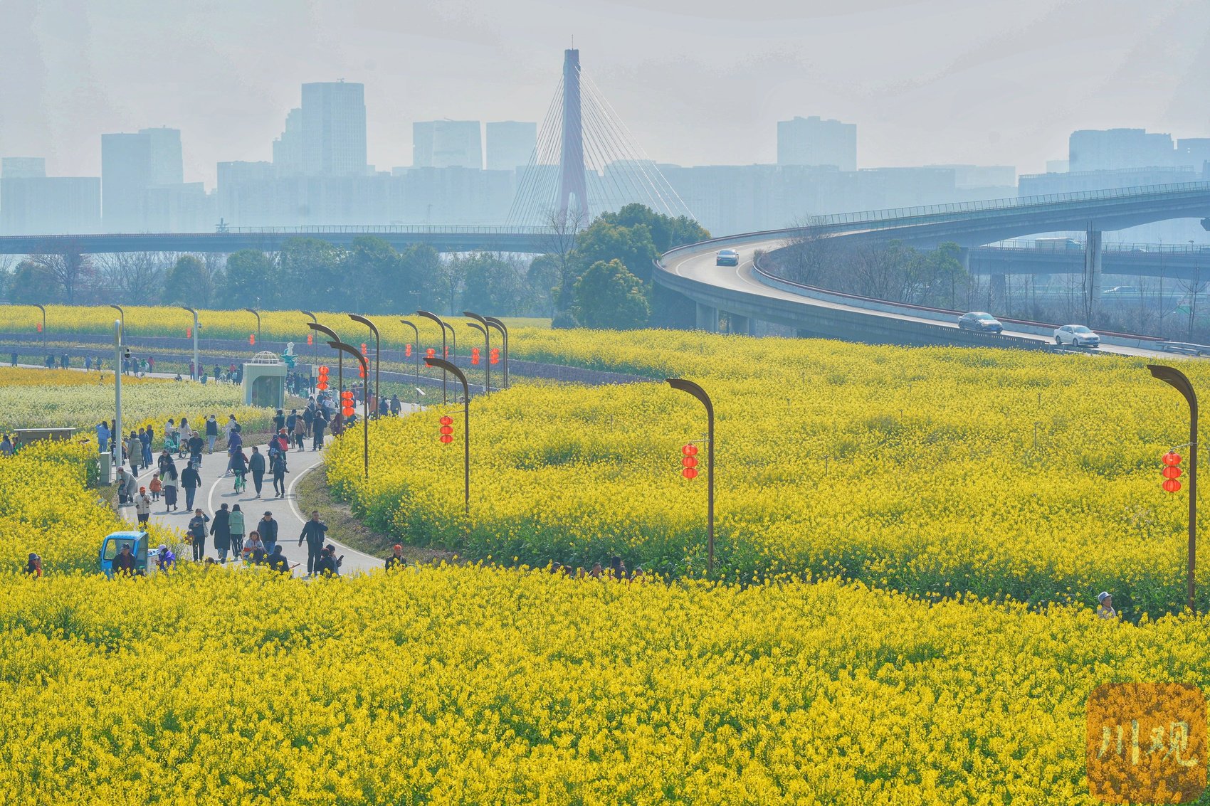 成都环城生态区,油菜花正开!|成都市_新浪财经_新浪网