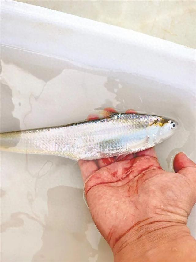 "刀鱼是洄游性鱼类,对水温,水流速度,饵料等要求较高,人工养殖刀鱼因