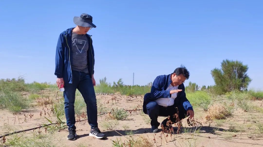 与沙"鏖战"40载,植此青绿锁"黄龙"|甘肃省_新浪财经_新浪网