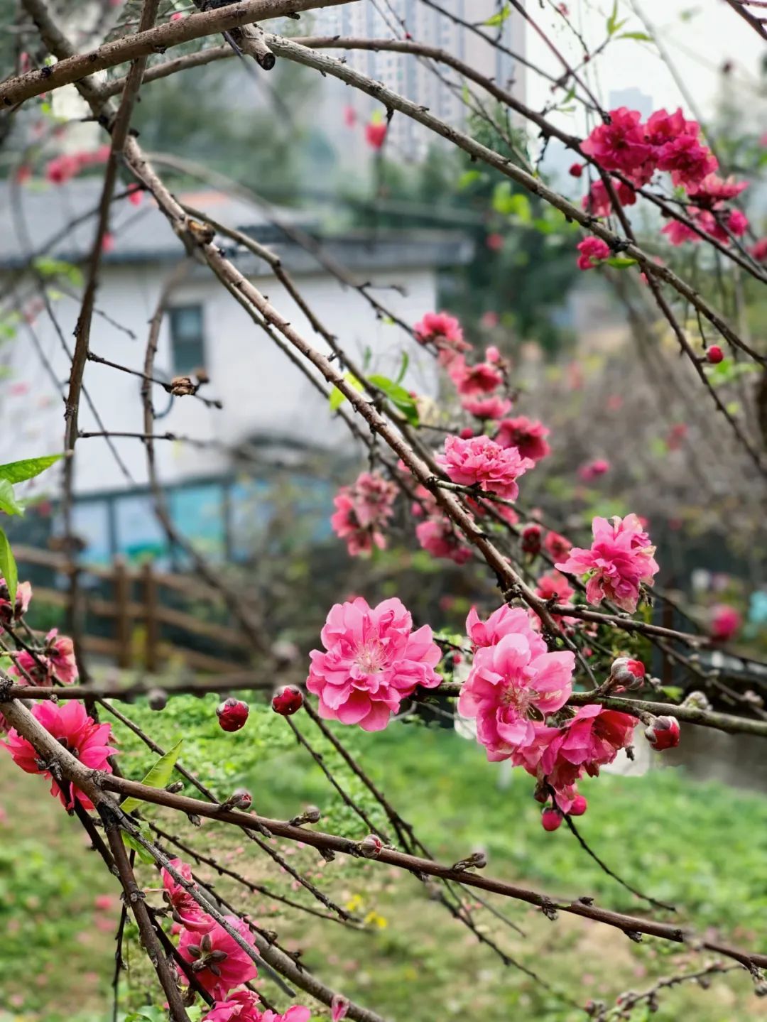 德庆香山森林公园