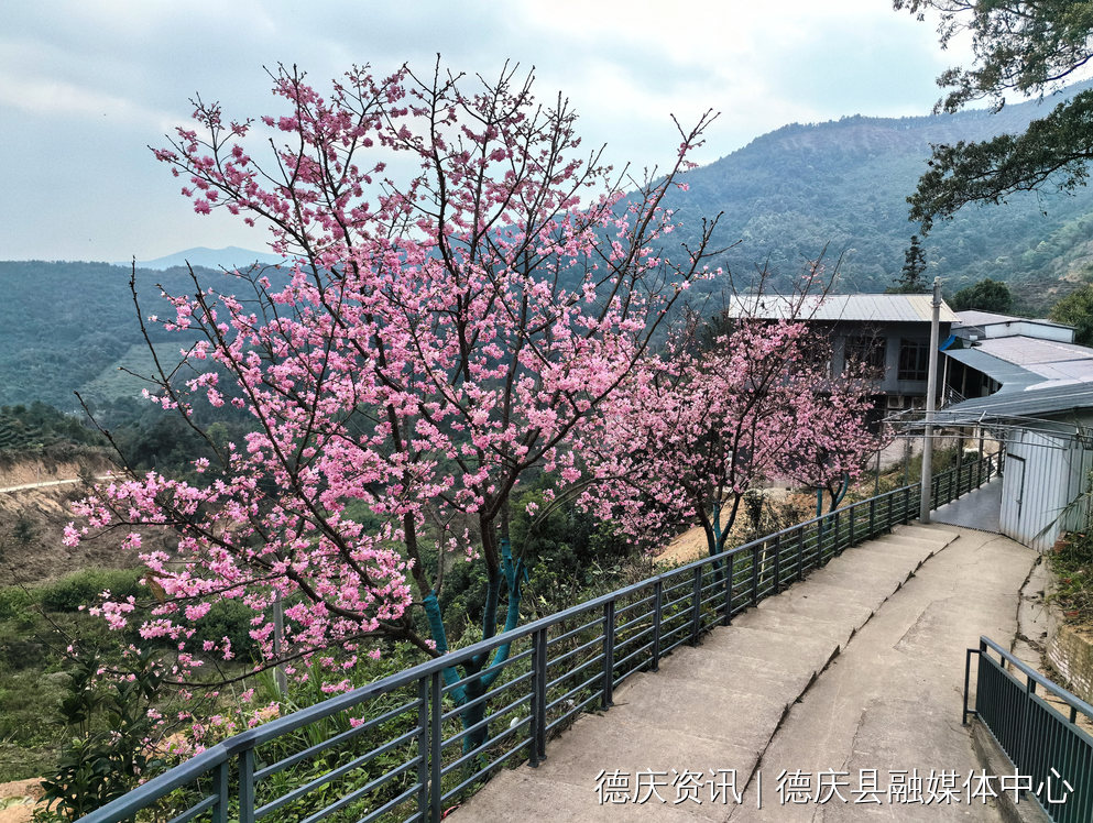 德庆县官圩镇巢顶山的樱花△ 四会地豆镇水车村樱花园(图源
