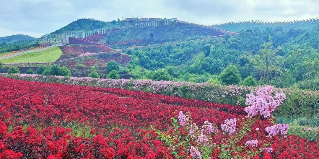 株洲赏花攻略来了