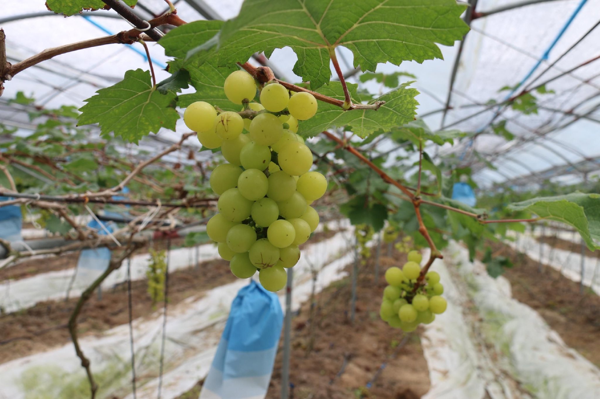陵水英州镇海南雷丰芒果农民专业合作社葡萄种植基地已挂果的葡萄.