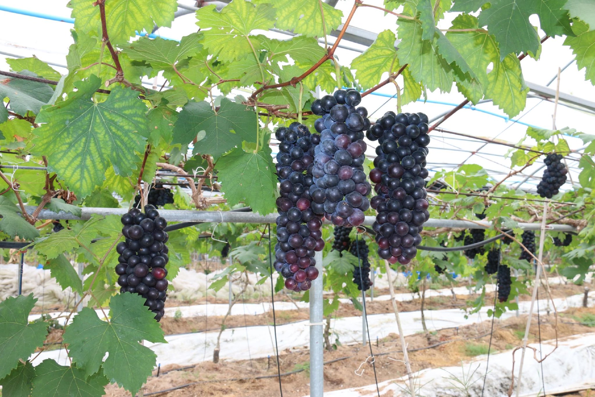 陵水英州镇海南雷丰芒果农民专业合作社葡萄种植基地已挂果的葡萄.