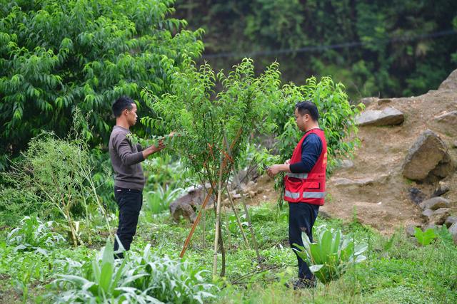 在乌英苗寨,驻村工作队队员覃天阳(右)给果树剪枝(2021年5月20日摄).