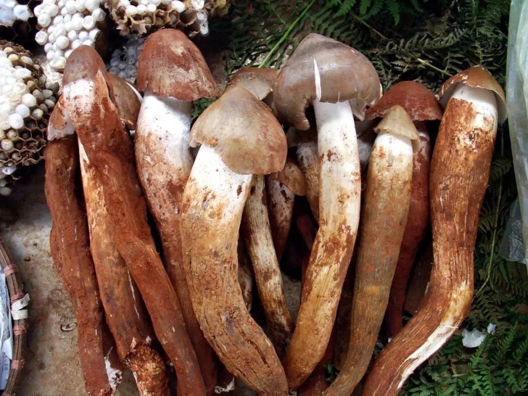 牛肝菌_新浪财经_新浪网