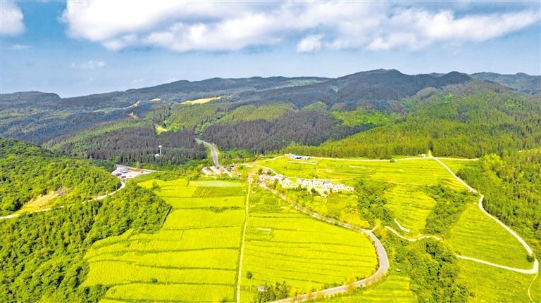 韩丹 摄春寒料峭,道真自治县阳溪镇石丫口云雾缭绕,满山青翠,中