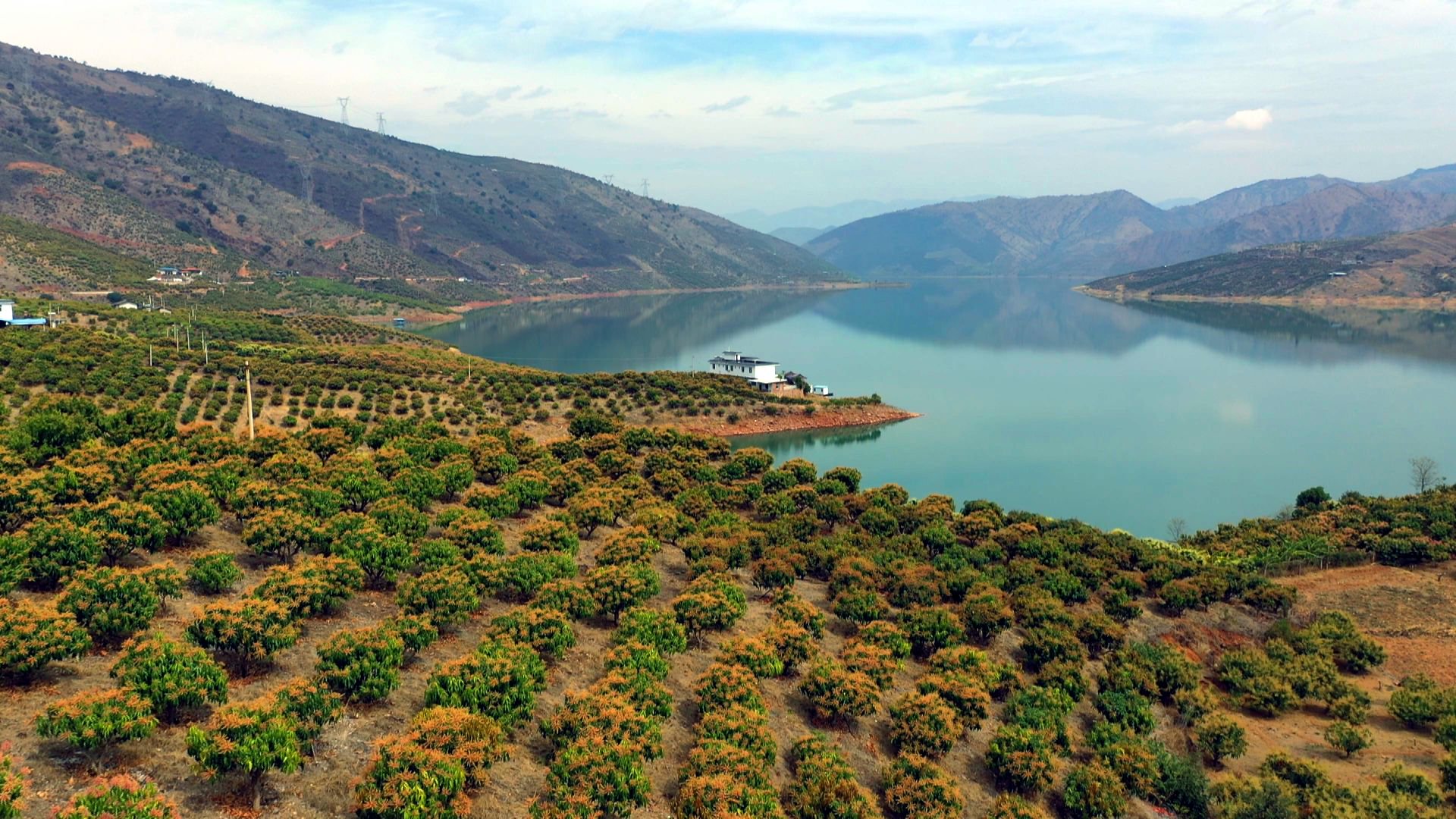图为金沙江畔芒果园.(周志鸿于2023年3月摄)
