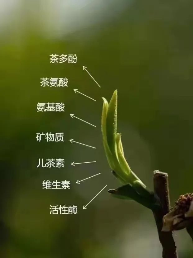 维生素遇高温会遭到破坏,温度一变即会分解,而春茶因其生长环境气温低