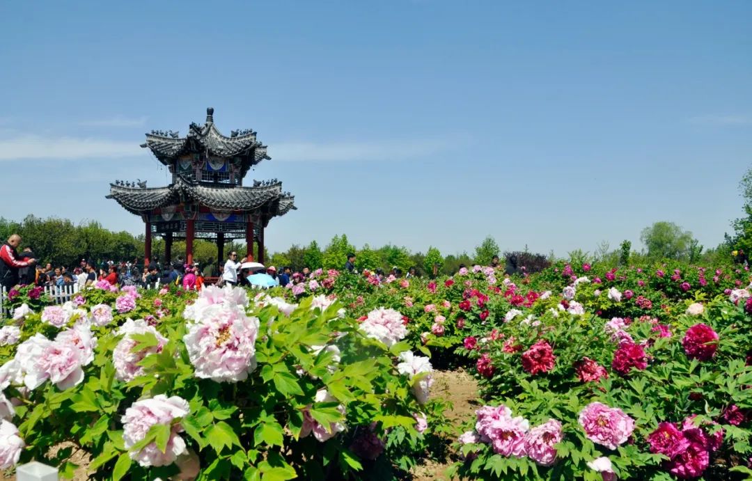 菏泽牡丹预计4月8日进入观赏期!_新浪财经_新浪网