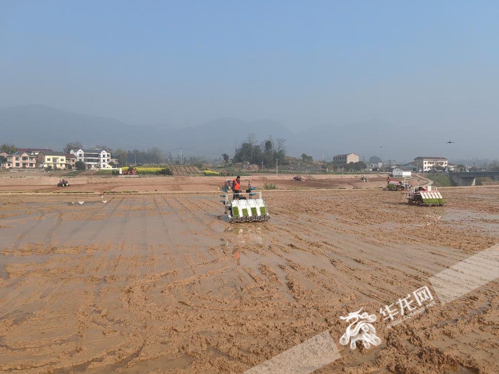 抢抓全年粮食生产主动权 重庆定下这五项任务|重庆市_新浪财经_新浪网