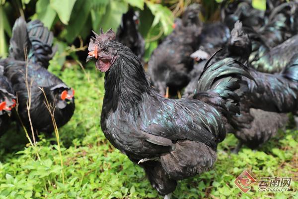 夯实助农增收根基 拓宽市场销售渠道 昭通盐津县在昆推介乌骨鸡品牌及