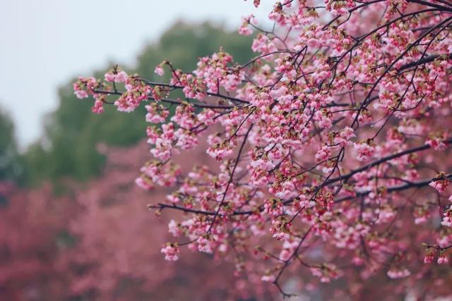 赏樱手绘地图来啦,约你来见→|樱花_新浪财经_新浪网