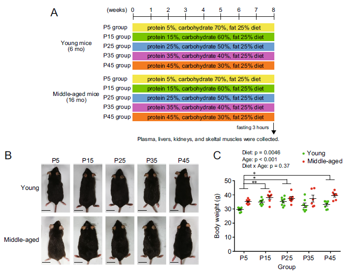 动物实验设计研究人员给6月龄和16月龄的雄性c57小鼠分别饲喂含有不