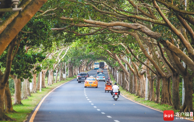 海南周刊丨海南城镇道路景观:街头巷尾多"姿色"_新浪财经_新浪网