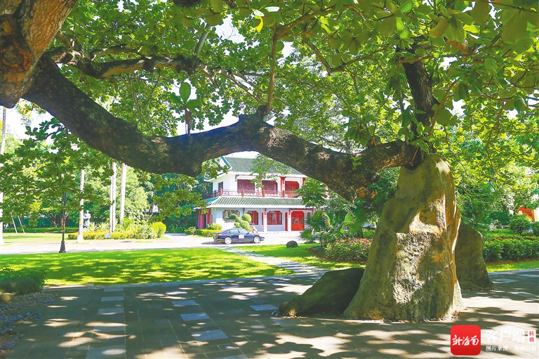 海南周刊丨"校树"与"校花"的守望_新浪财经_新浪网