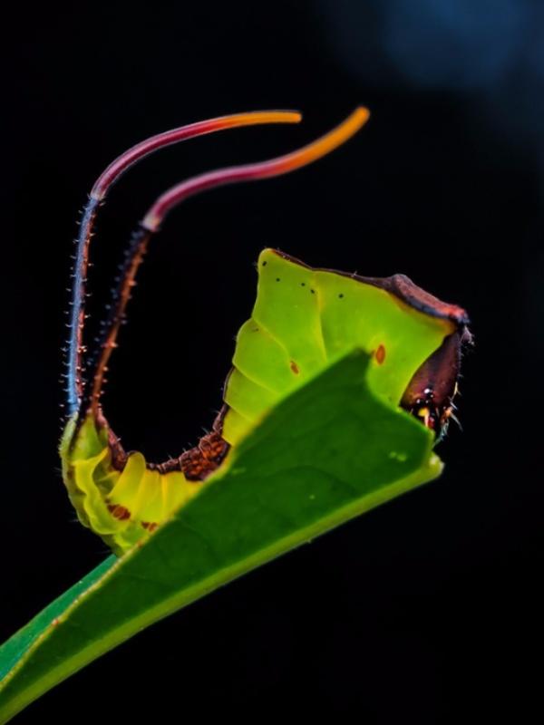 二月初二龙抬头 小青龙虫虫来报到_新浪财经_新浪网