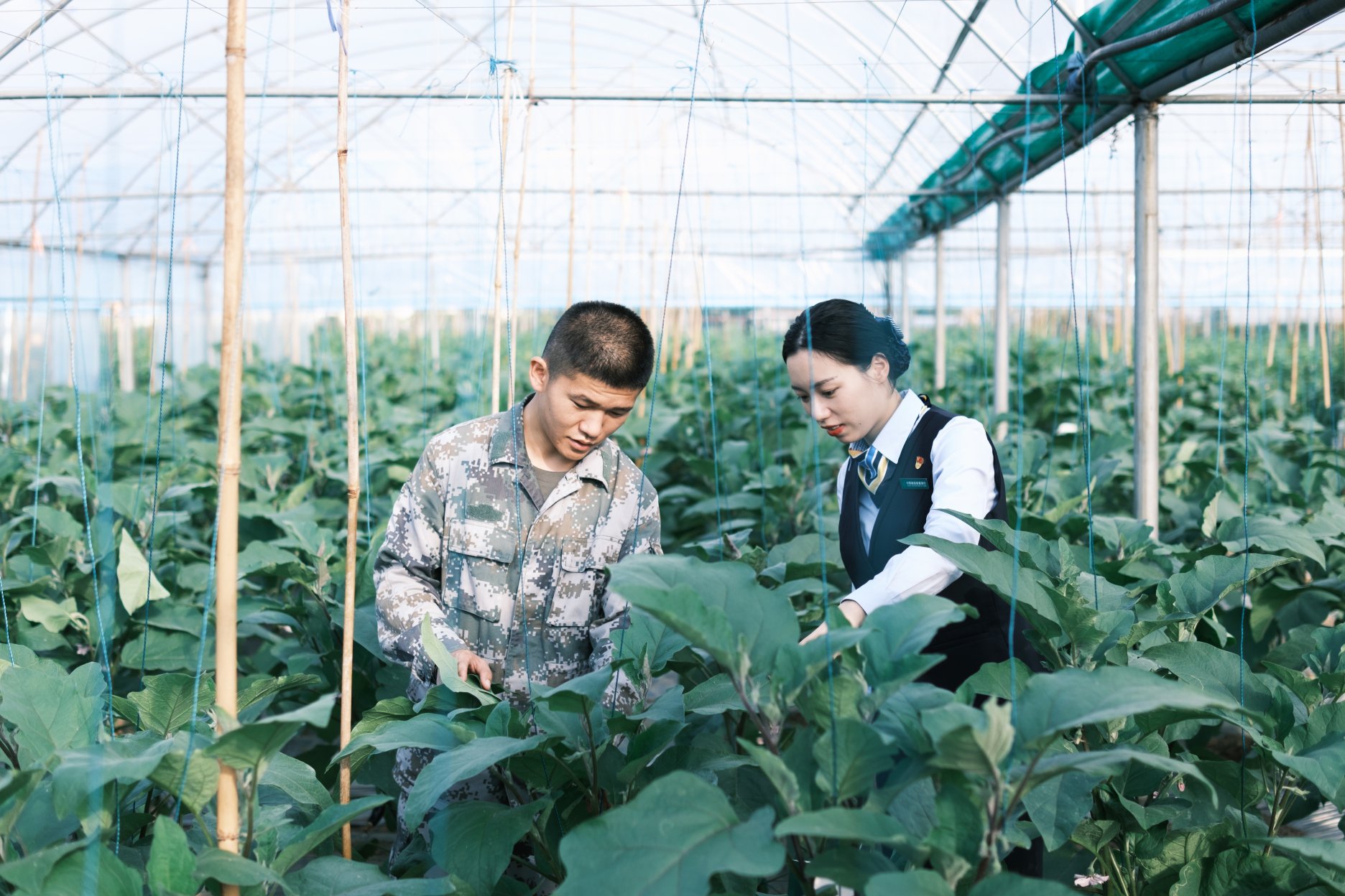 意达科技股份有限公司高级农艺师(左)向邮储银行工作人员介绍茄果类