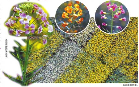 水稻_新浪财经_新浪网