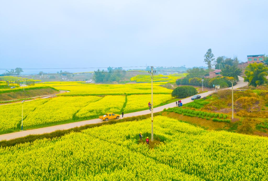 当前正是油菜花盛开的季节,在重庆永川仙龙镇,万亩的油菜花烂漫盛开