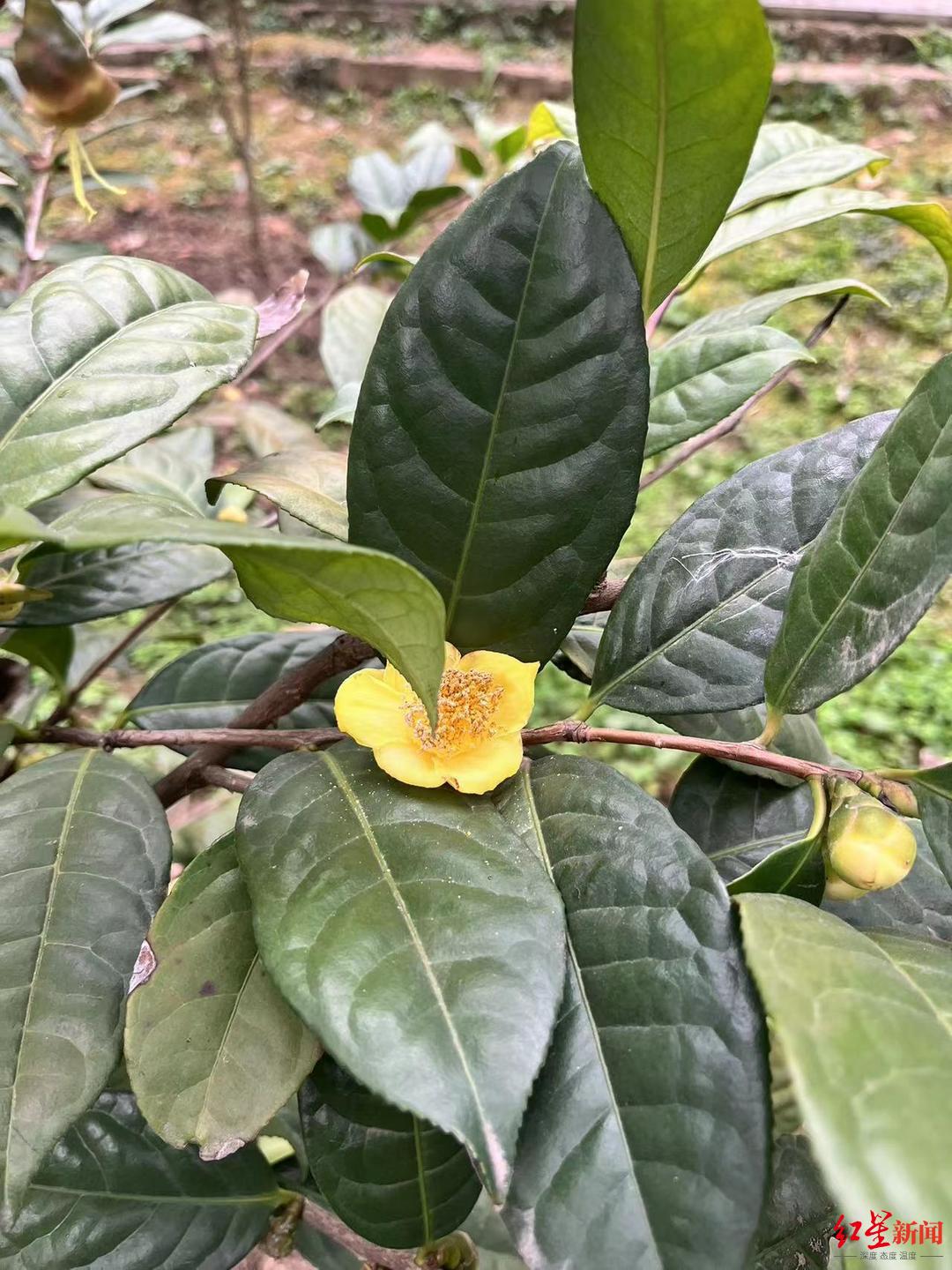 首次开放观赏被称为植物界的大熊猫成都植物园金花茶开花啦