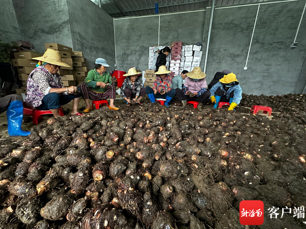 临高抱吾村:“村集体+合作社+农户”发展模式助农增收|合作社_新浪财经_新浪网