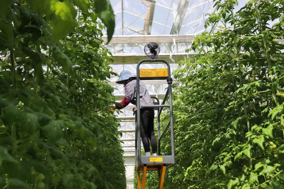 "作为智慧科技的成果,通过高精度环境控制,定植后最快2个月成熟采摘,9