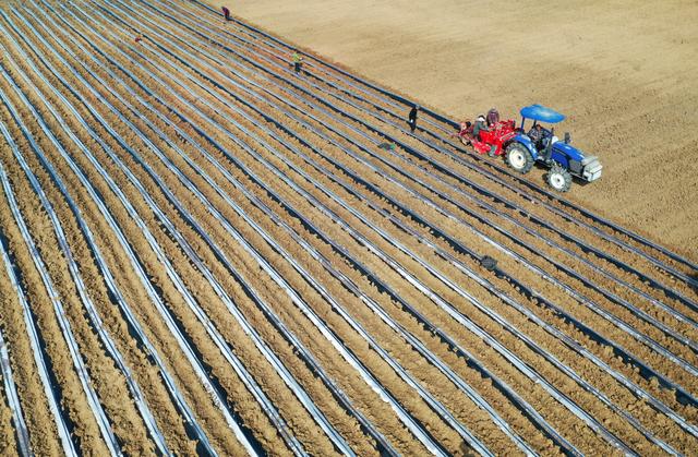 3月11日,安徽省蒙城县板桥集镇双鹿村,大型马铃薯种植机械正在帮助