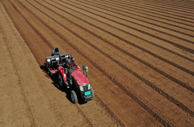 3月12日,河北省滦州市东安各庄镇的果农在大棚内管护葡萄.