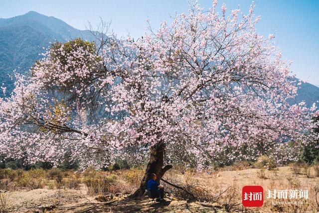图集|凉山冕宁春日秘境:两株百年古桃树绝美绽放_新浪财经_新浪网