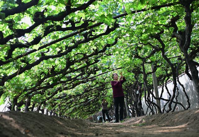 3月12日,河北省滦州市油榨镇的农民在田间使用播种机种植豌豆(无人机