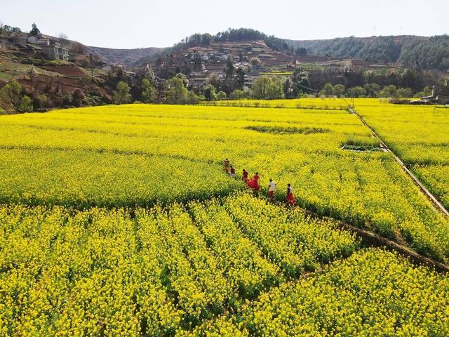 6200亩油菜花盛开 凉山会东县粮油现代农业园区有了新变化