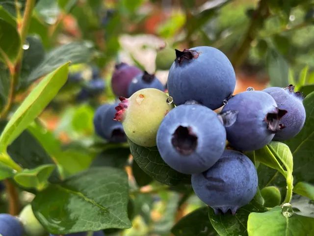 云南高原大果径蓝莓,甜!__财经头条