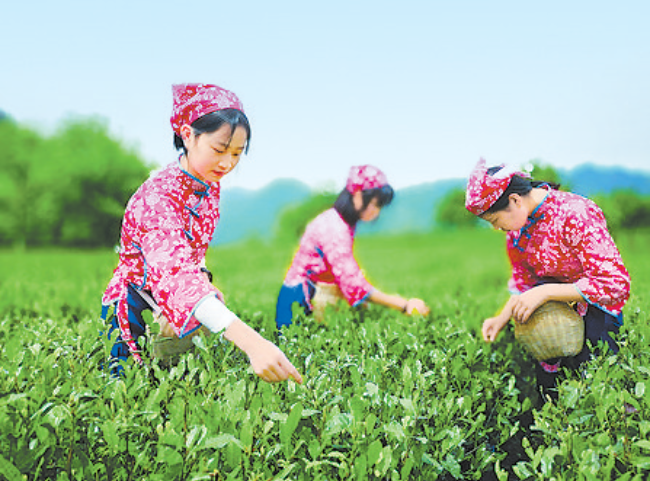 【文化·旅游】碧口春韵寻茶香_新浪财经_新浪网