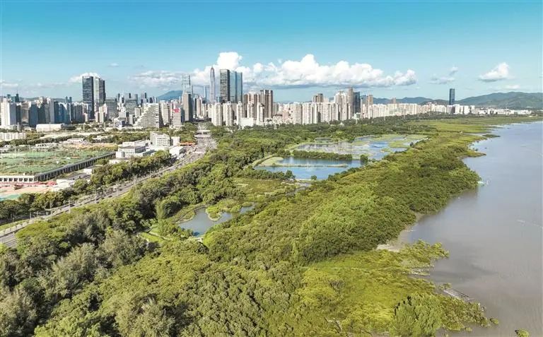 位于繁华城市核心区域的福田红树林湿地生机勃勃,这里是全球唯一都市