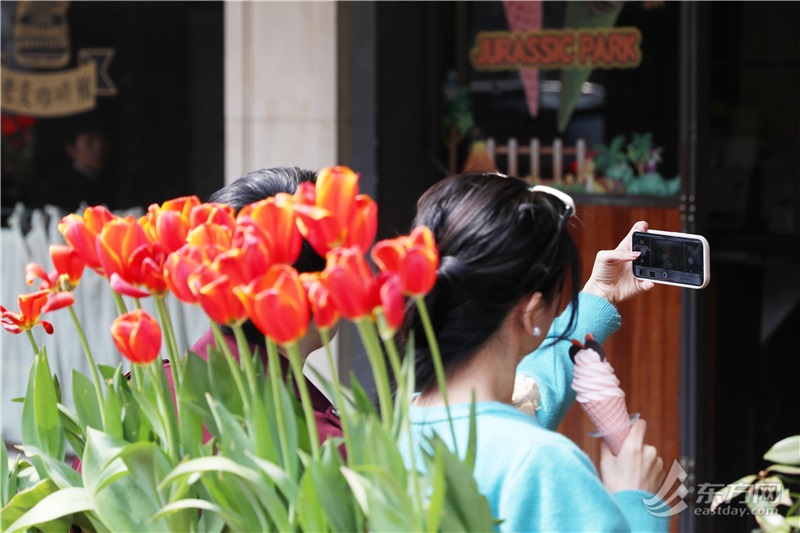 早春顶流郁金香上线,上海"多点开花"这些地方都能打