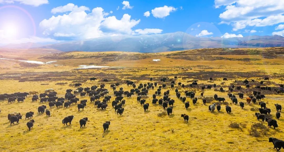 甘南碌曲:奏响牦牛产业高质量发展之歌