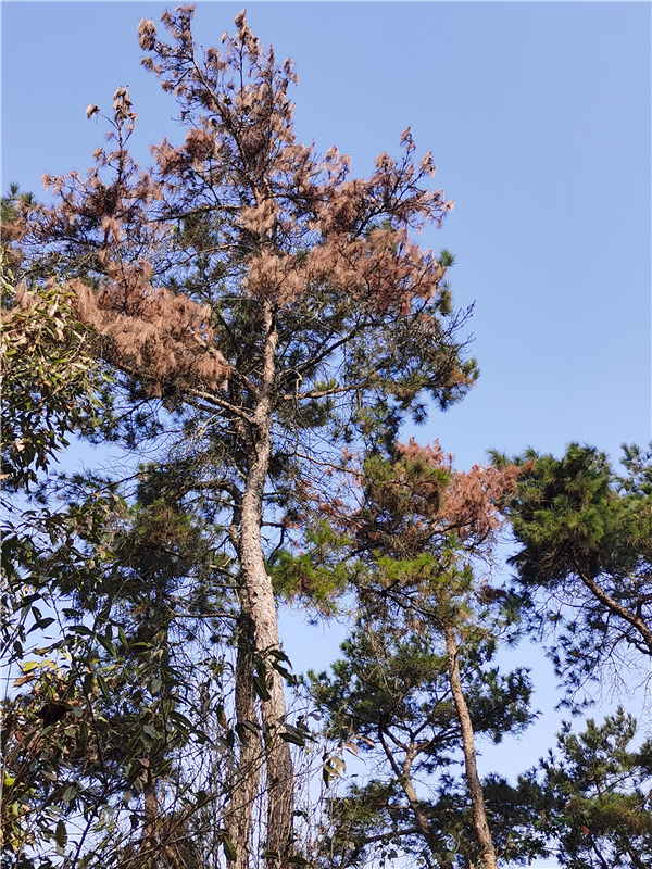 而松树是我省丘陵山区和风景名胜区的主要造林绿化树种,集中分布在宁