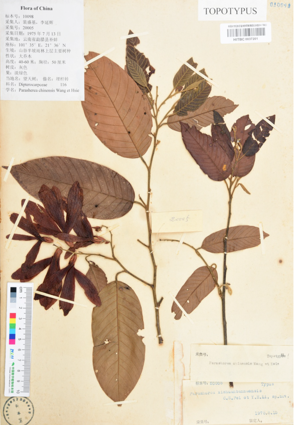 这种"参天巨树"为中国证明了一件事丨植树节|科研_新浪财经_新浪网